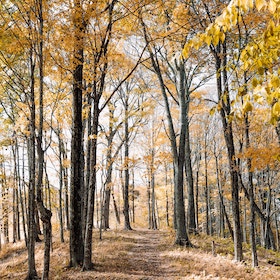 slabeste natural
